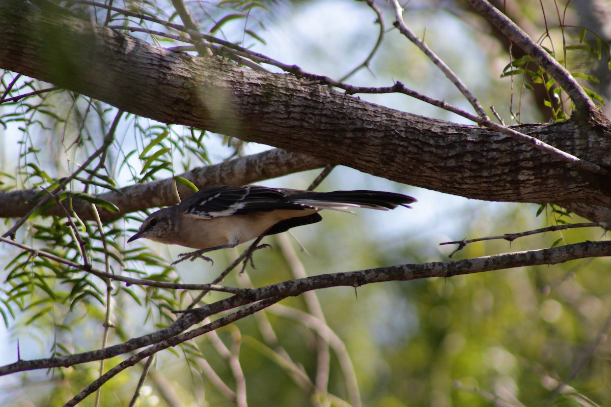 Northern Mockingbird - ML624324925