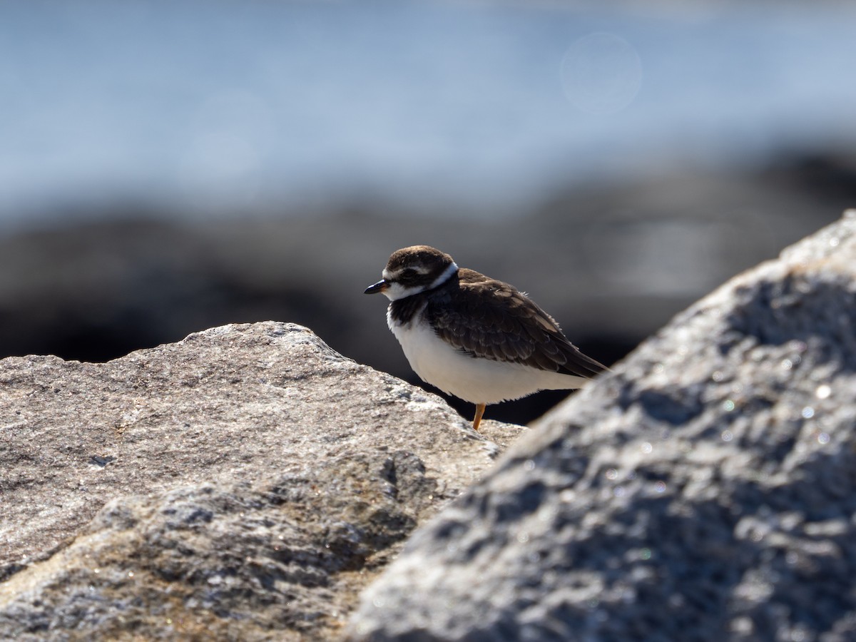 Semipalmated Plover - ML624324985