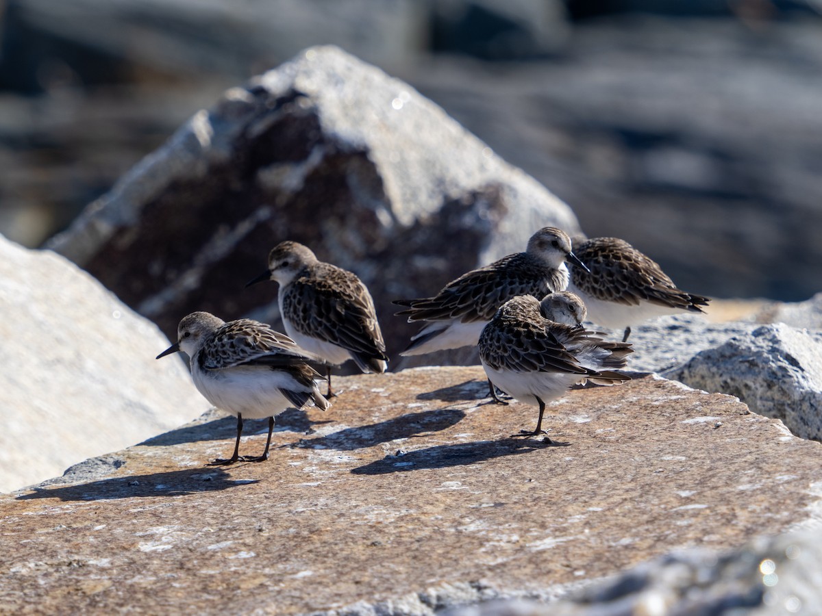 Semipalmated Sandpiper - ML624325001