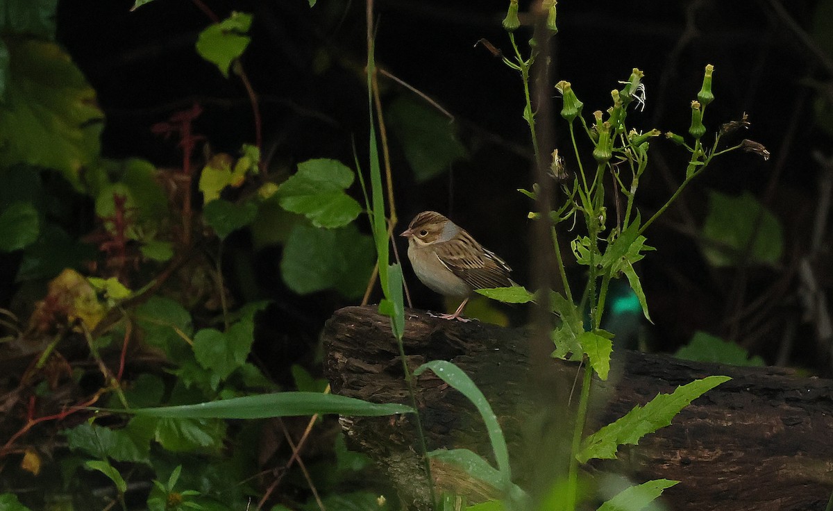 Clay-colored Sparrow - ML624325079
