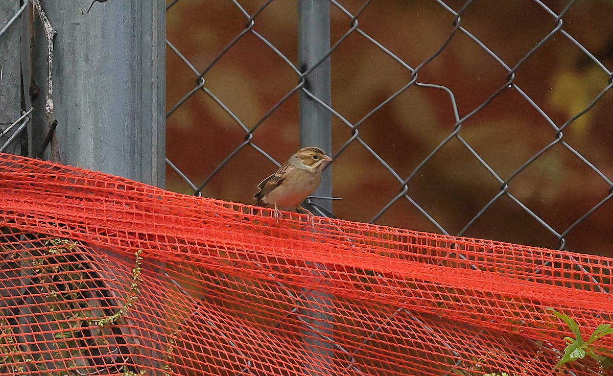 Clay-colored Sparrow - ML624325097