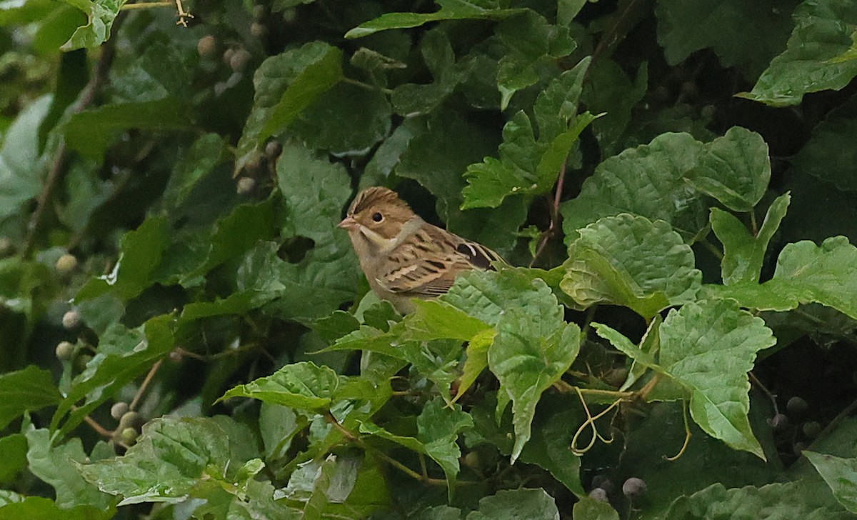 Clay-colored Sparrow - ML624325108