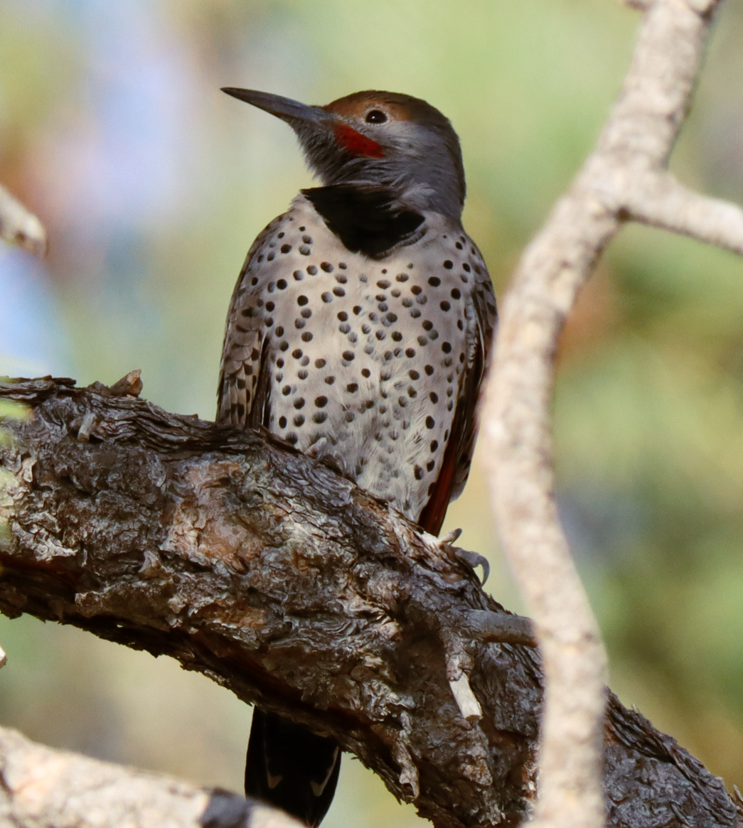 Northern Flicker - ML624325214