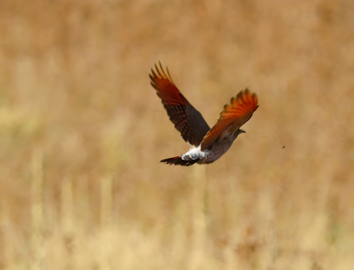 Northern Flicker - ML624325228