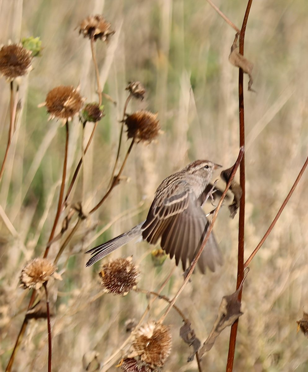 Chipping Sparrow - ML624325241