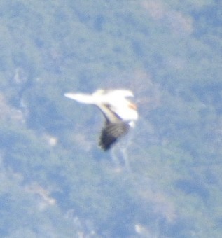 Egyptian Vulture - ML624325248