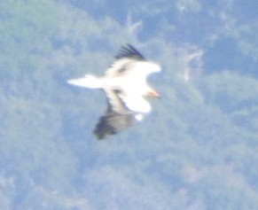 Egyptian Vulture - ML624325249