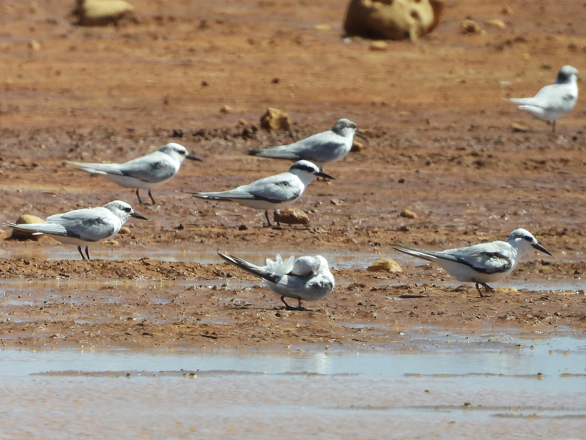 Least Tern - ML624325252