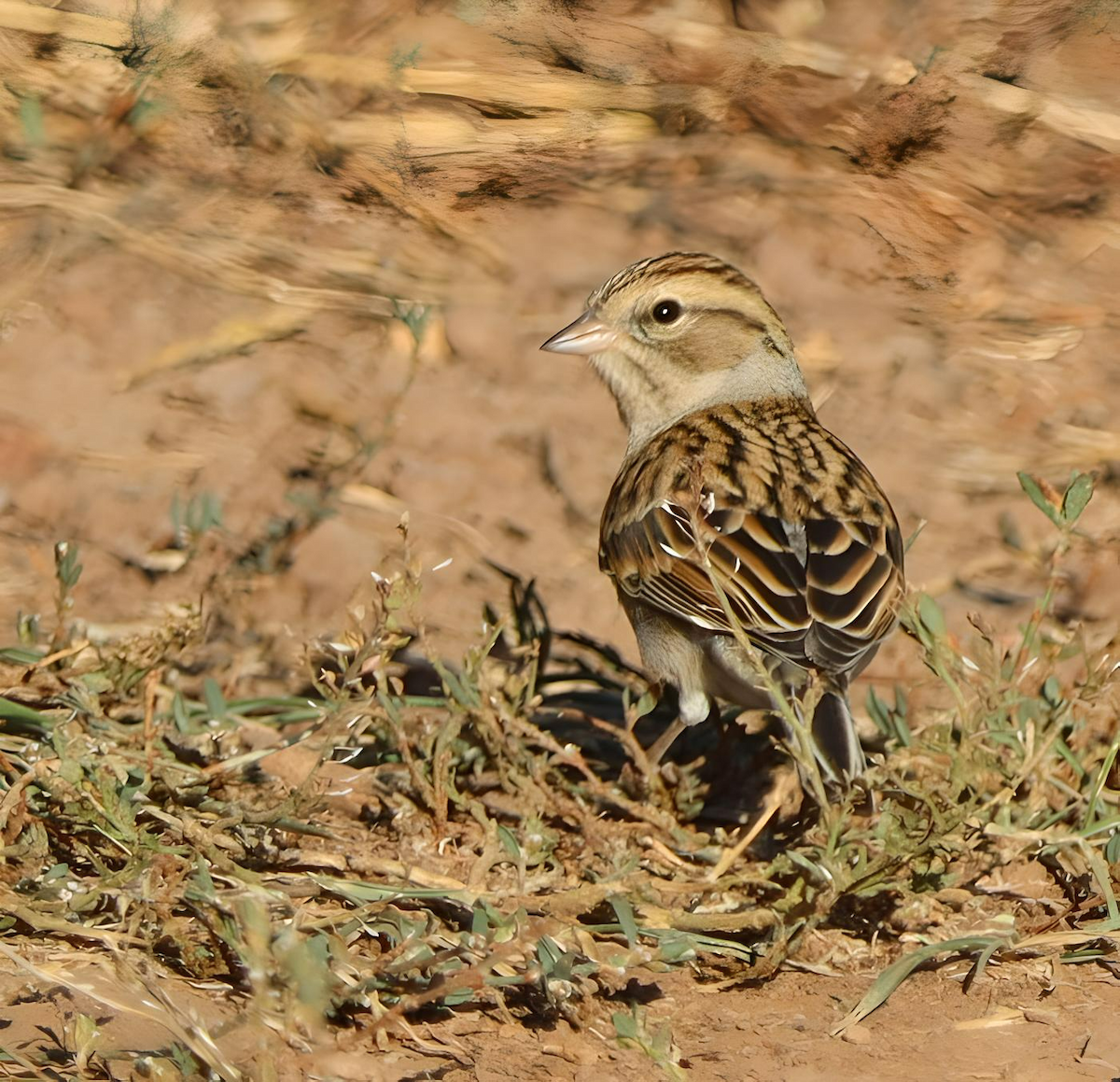 Chipping Sparrow - Jennifer Broadwater