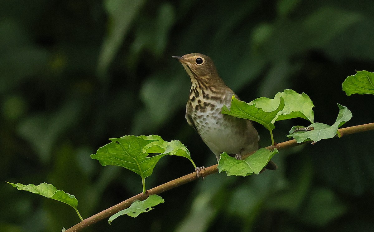 Swainson's Thrush - ML624325274