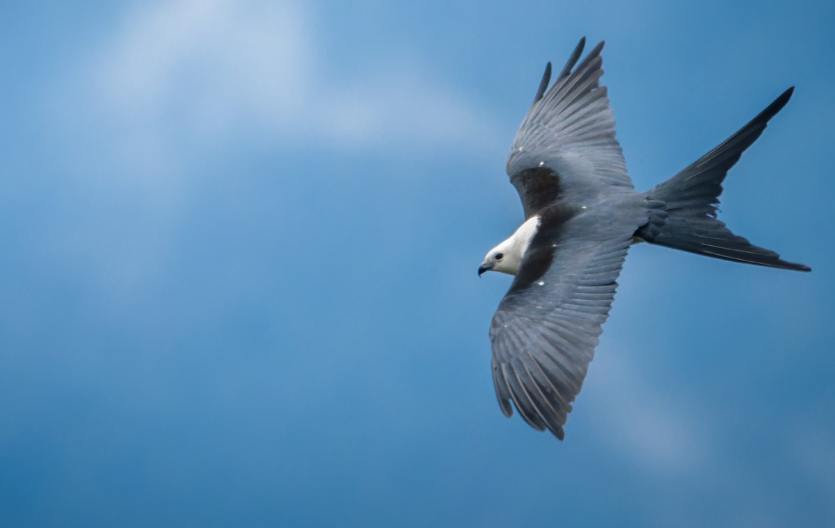 Swallow-tailed Kite - ML624325301
