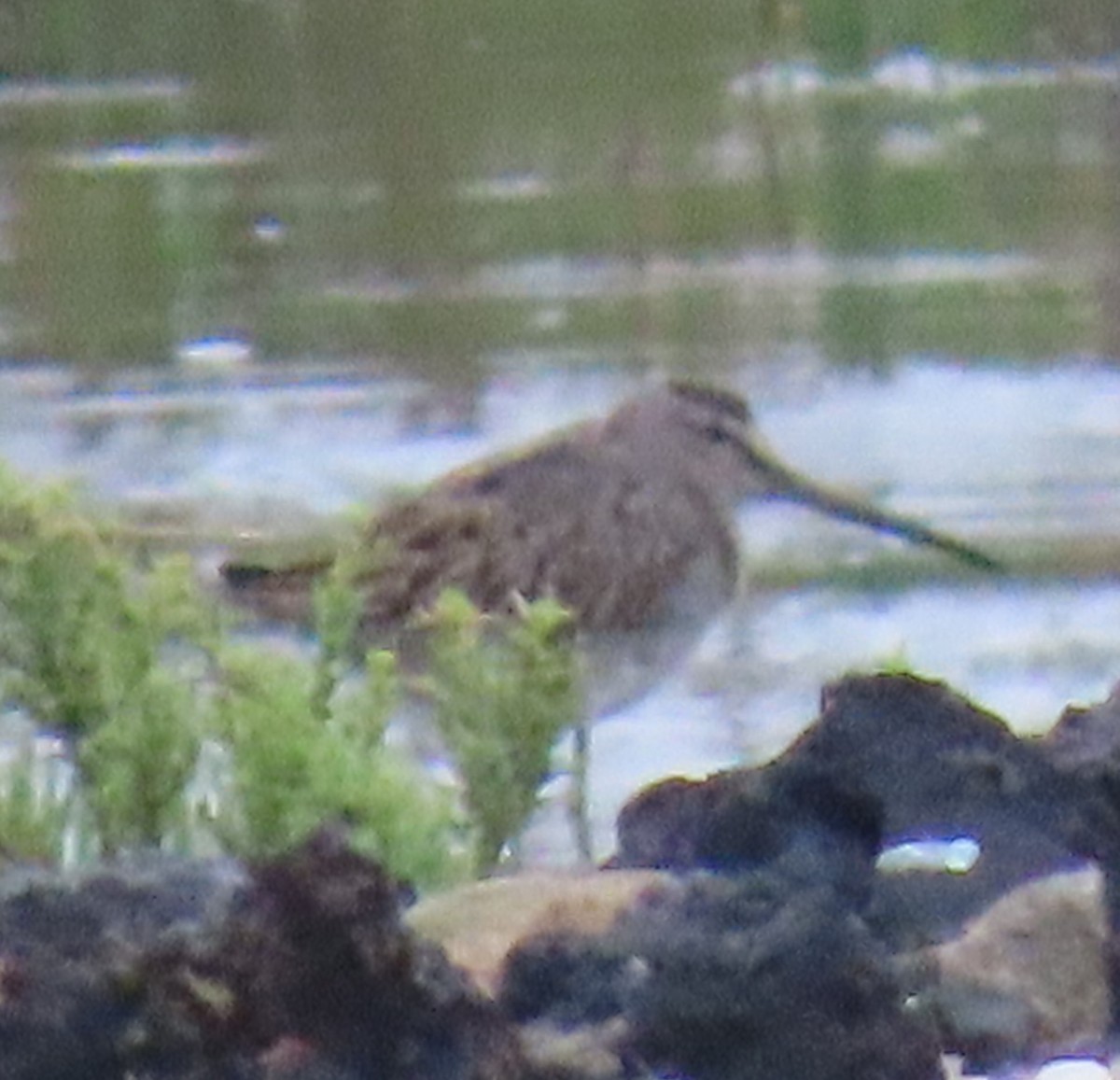 Хараалжин цууцил - ML624325355