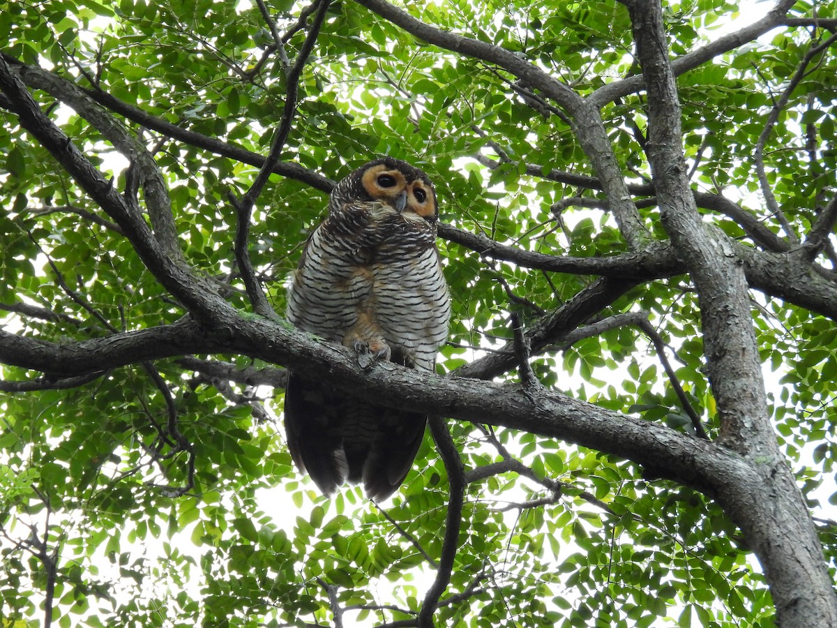 Spotted Wood-Owl - ML624325380