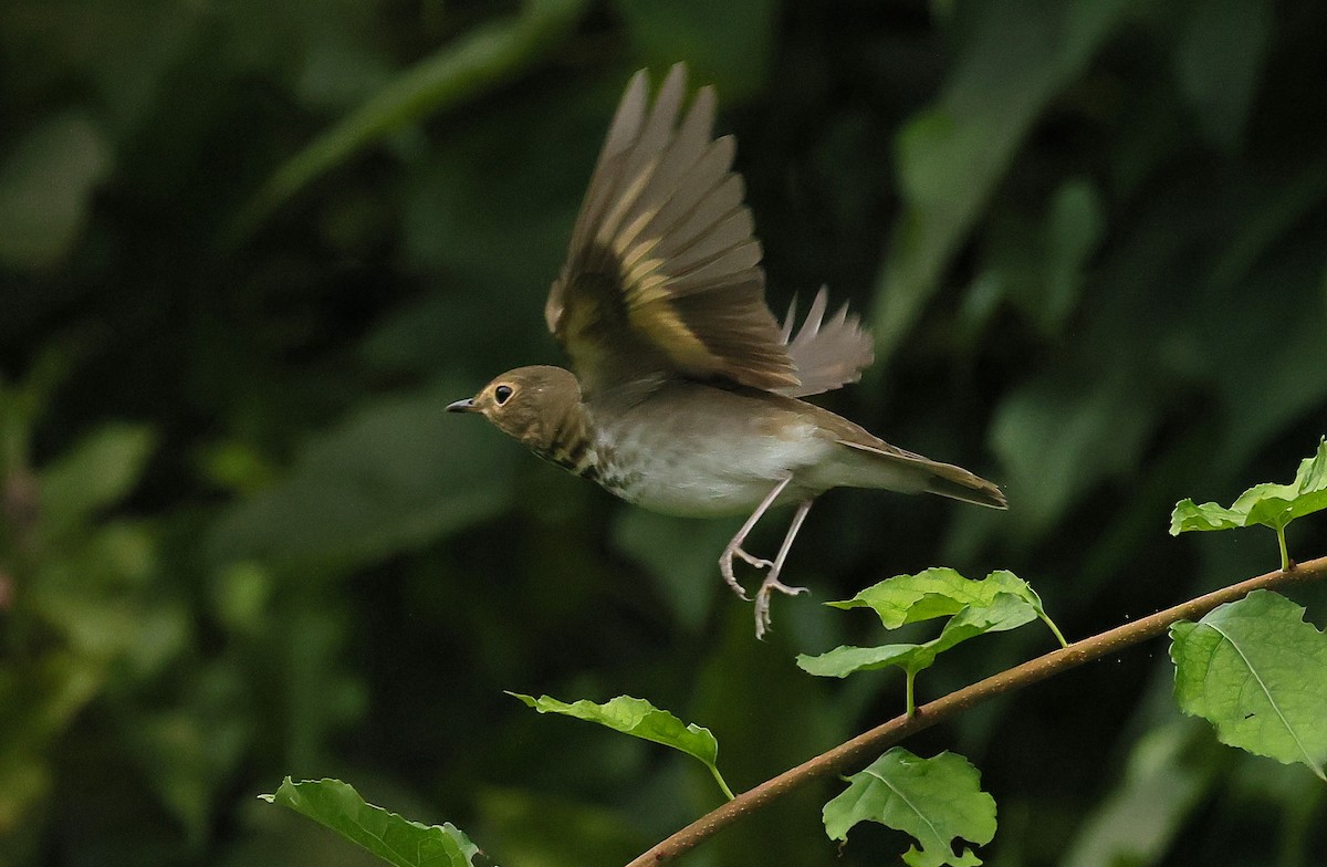 Swainson's Thrush - ML624325395