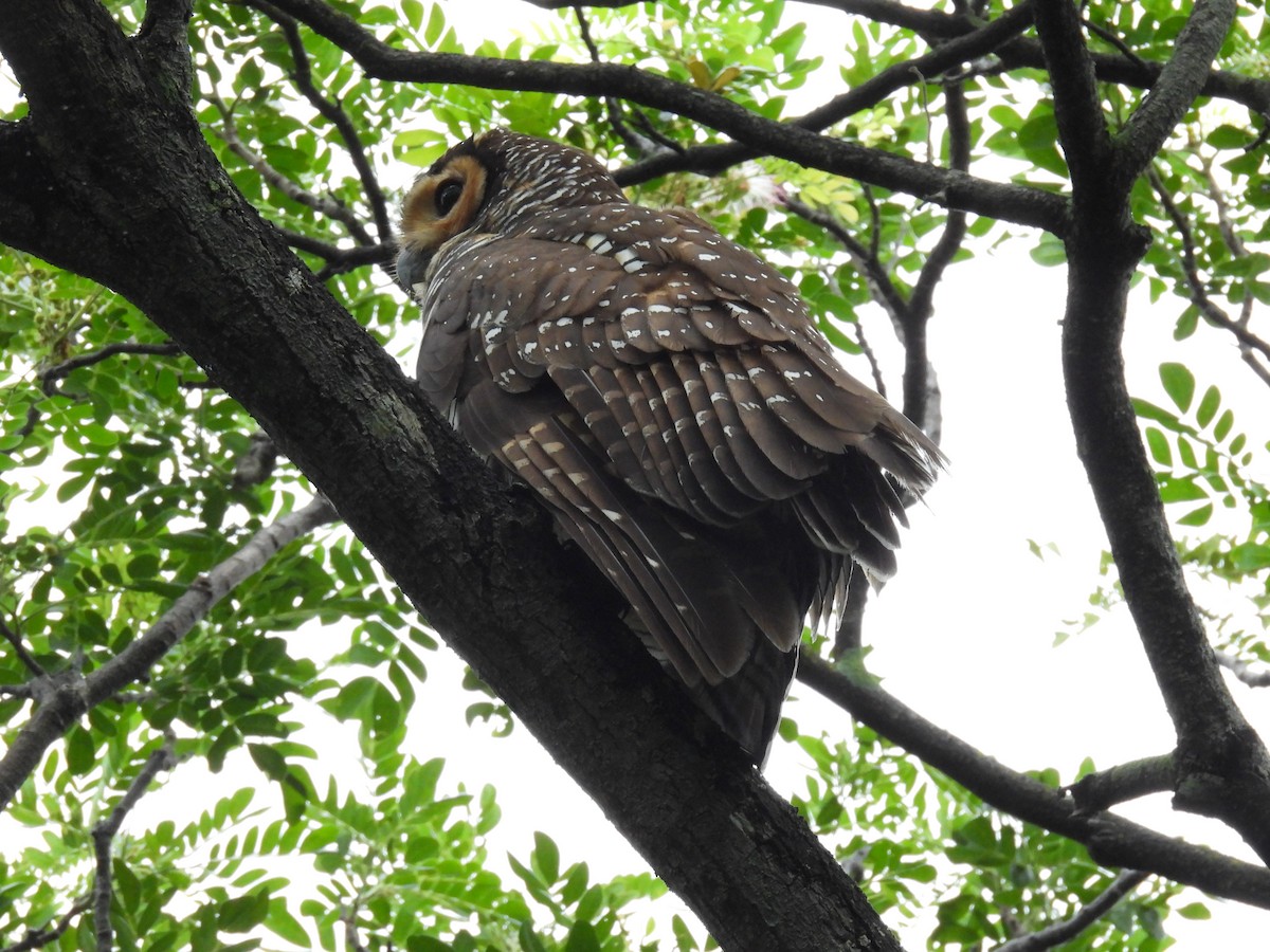 Spotted Wood-Owl - ML624325407