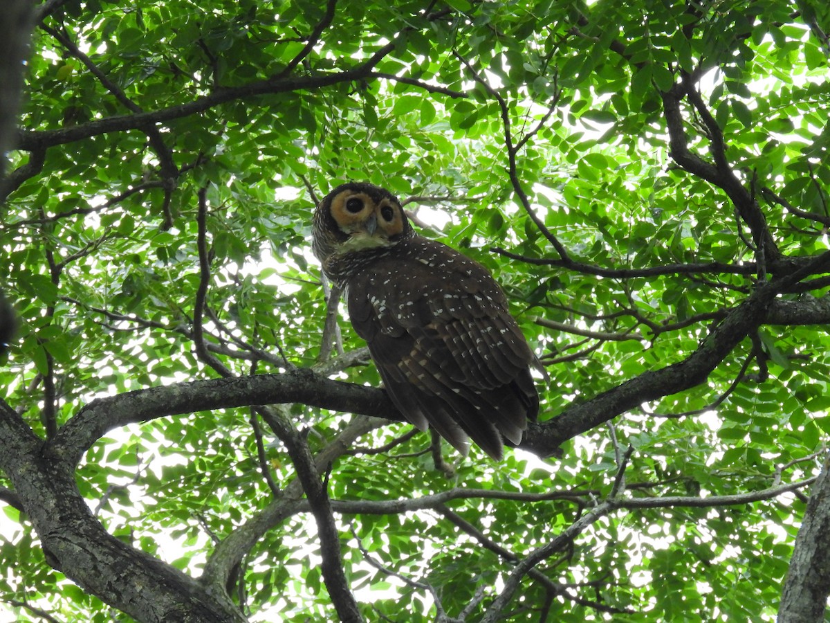 Spotted Wood-Owl - ML624325408