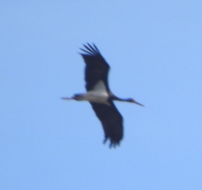 Black Stork - ML624325430