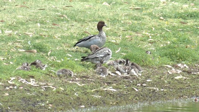 Maned Duck - ML624325443