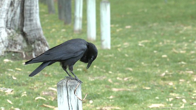 Australian Raven - ML624325460
