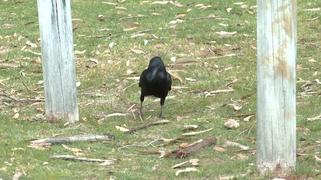 Australian Raven - ML624325464