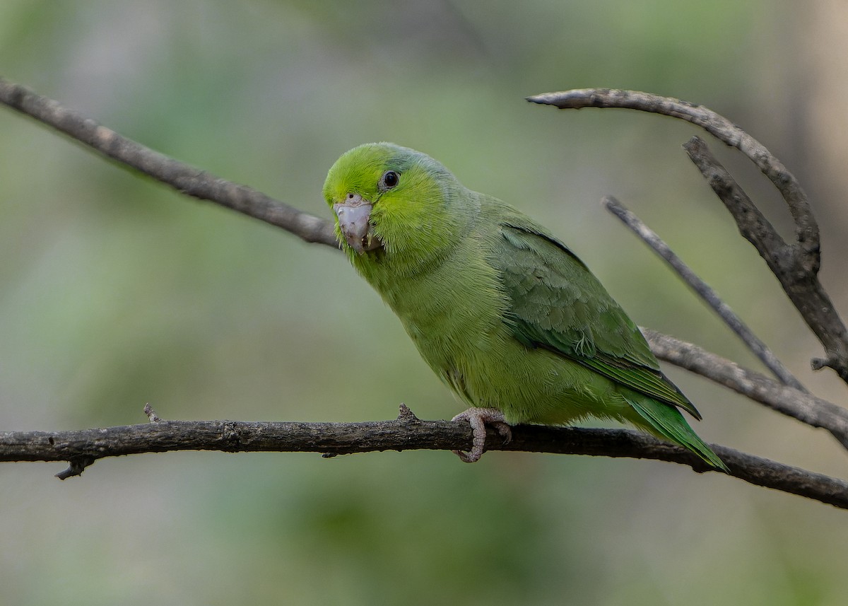 Pacific Parrotlet - Guillermo  Saborío Vega