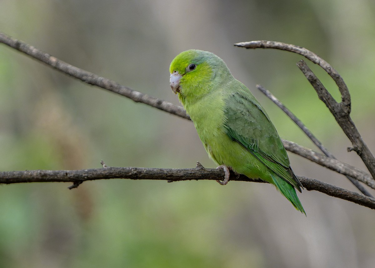 Pacific Parrotlet - ML624325550