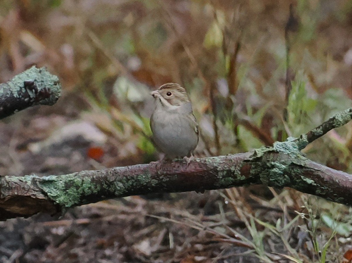 Clay-colored Sparrow - ML624325609
