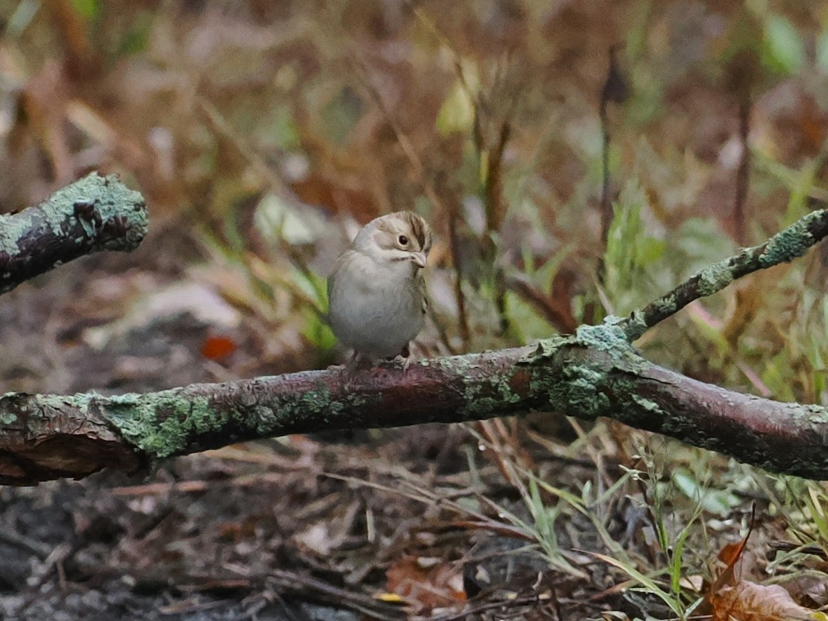 Clay-colored Sparrow - ML624325611