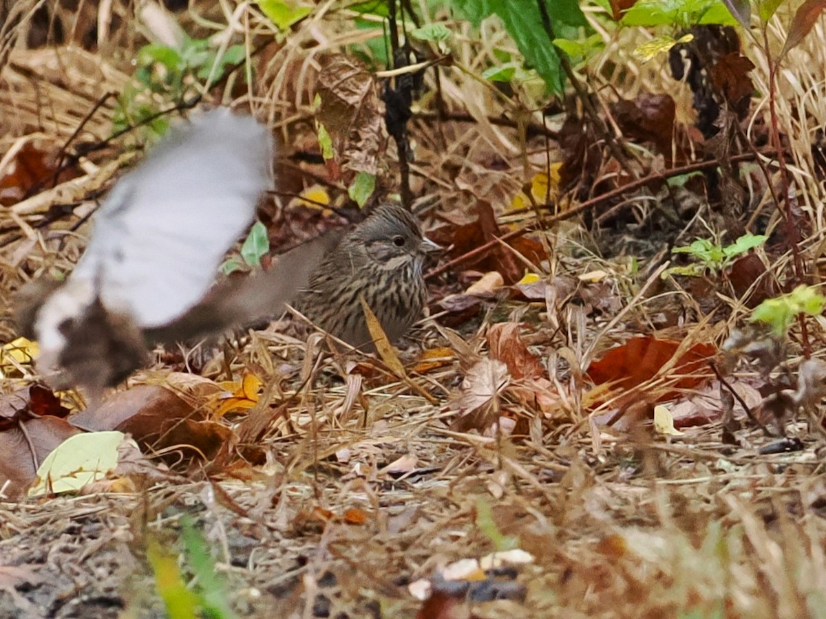 Lincoln's Sparrow - ML624325634