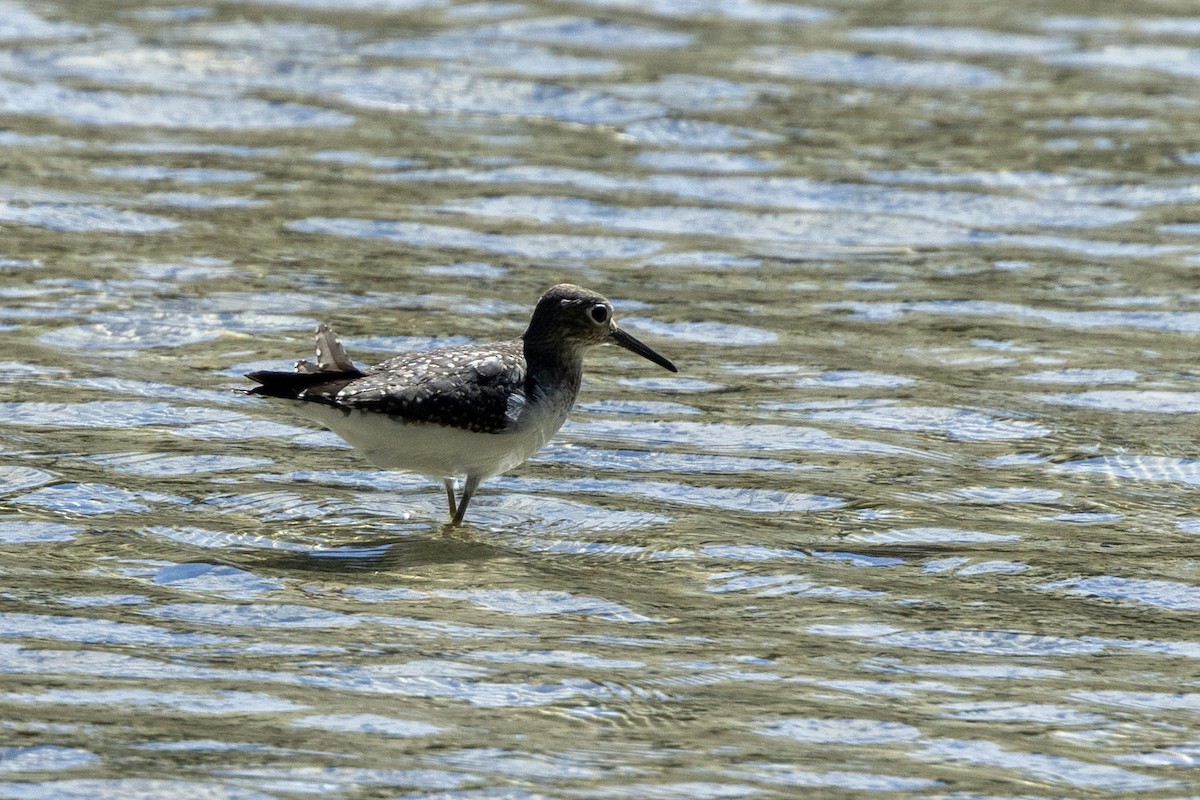 Einsiedelwasserläufer - ML624325657