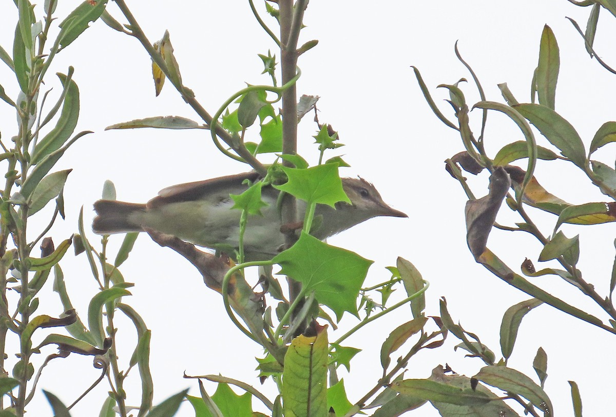 Red-eyed Vireo - ML624325671