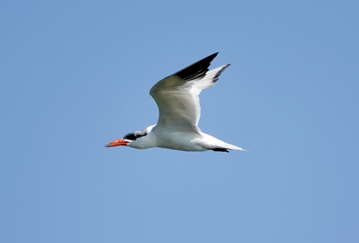 Caspian Tern - ML624325694