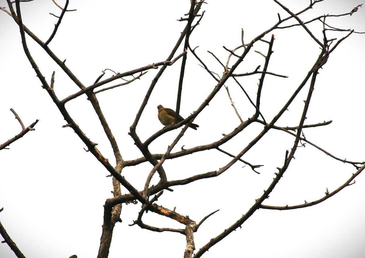 Ecuadorian Thrush - ML624325776