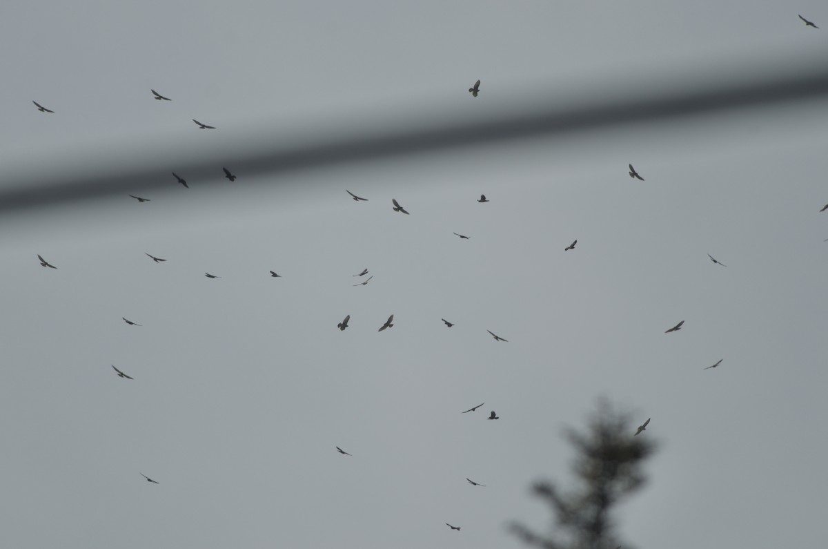 Broad-winged Hawk - ML624325801