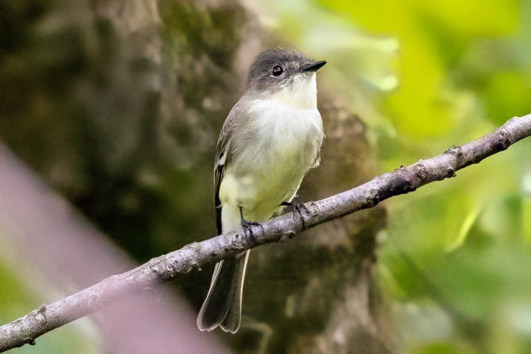 Eastern Phoebe - ML624325803