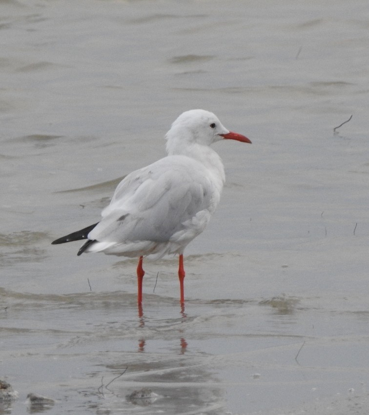 Slender-billed Gull - ML624325838