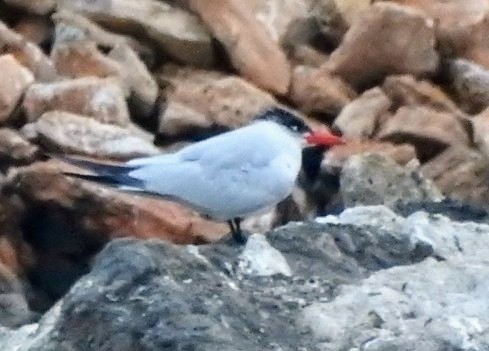 Caspian Tern - ML624325857