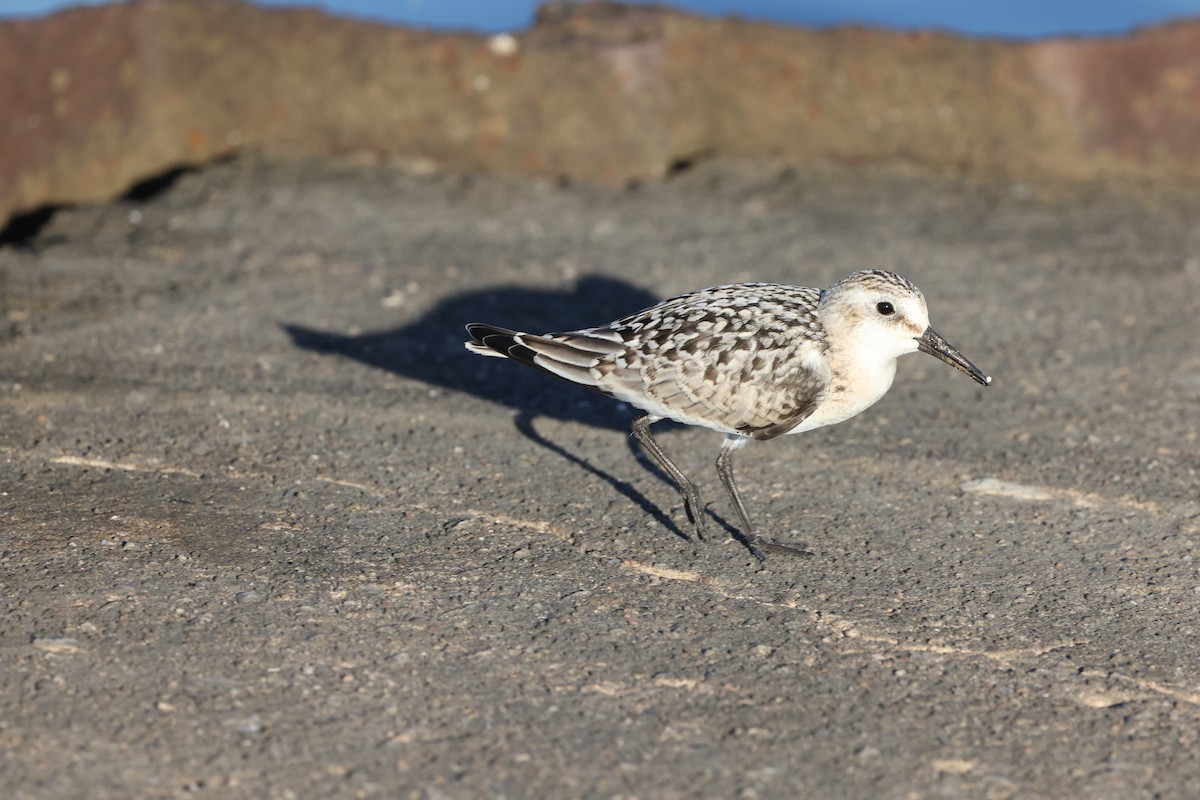 Sanderling - ML624325884