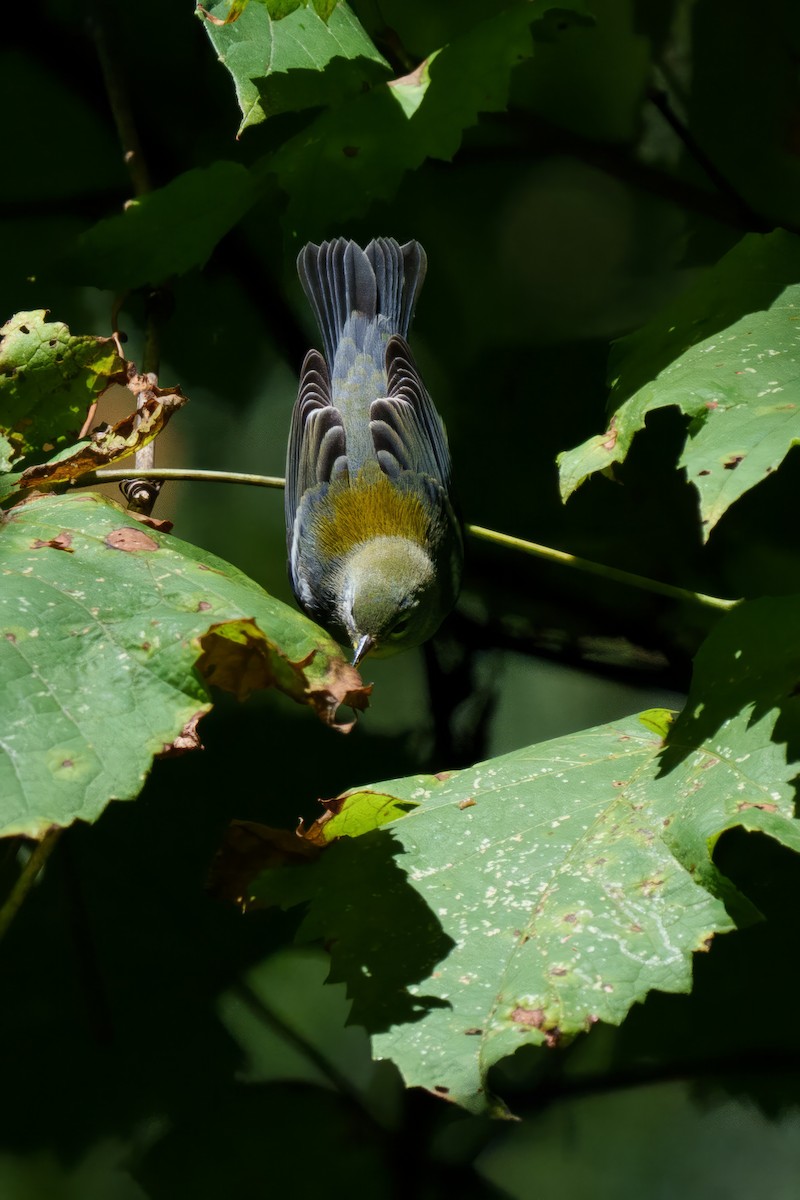Northern Parula - ML624325986