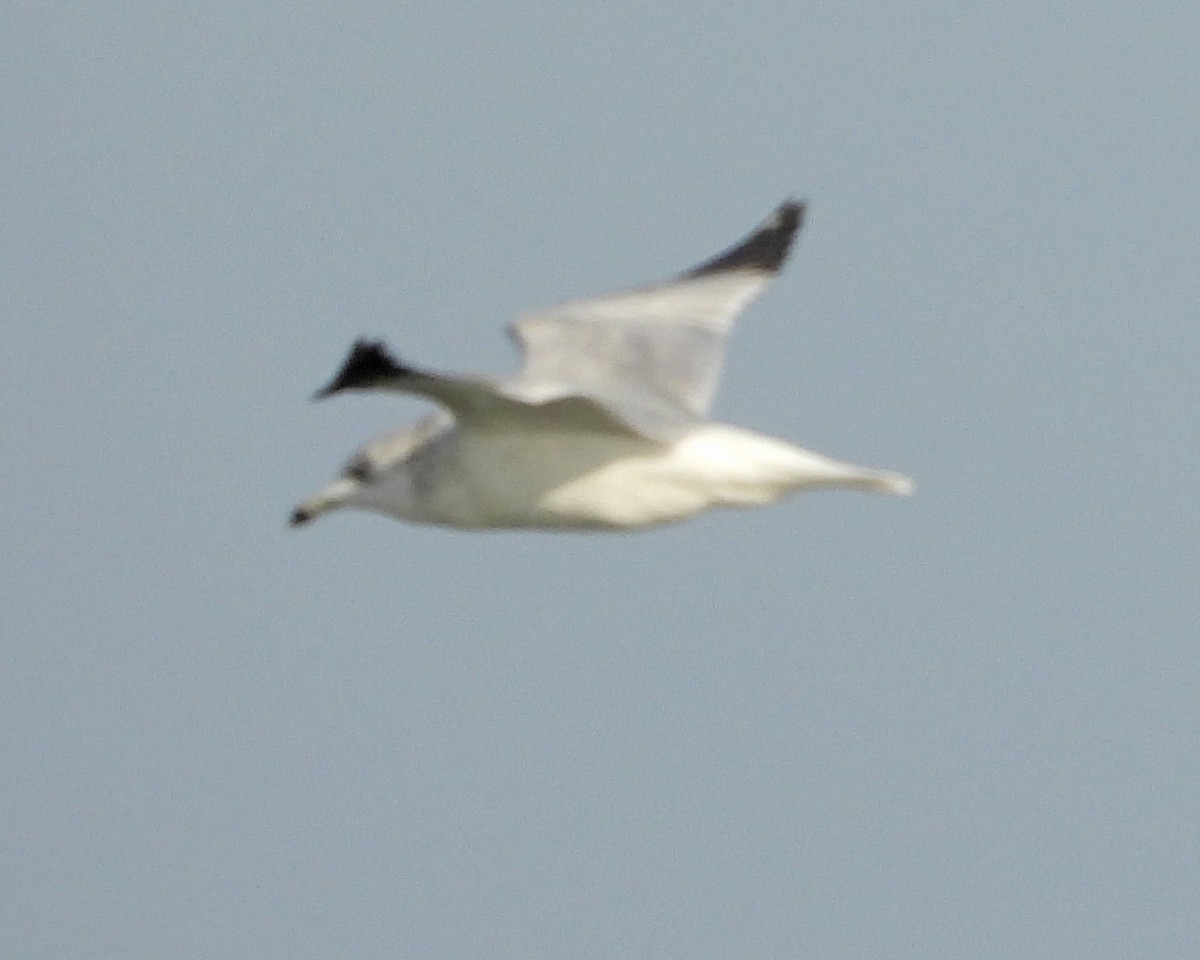 Ring-billed Gull - Aubrey Merrill