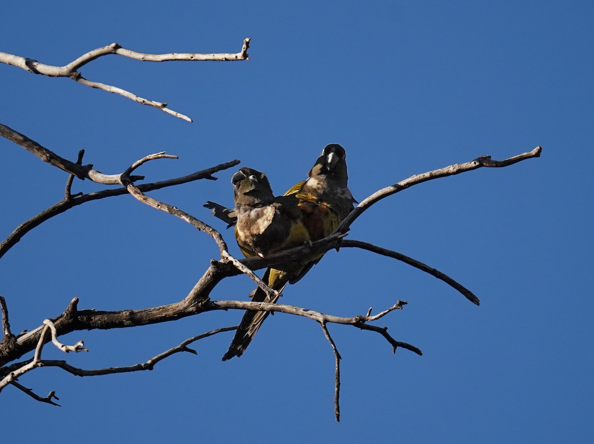 Conure de Patagonie - ML624326082