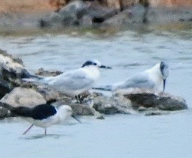 Sandwich Tern - ML624326093