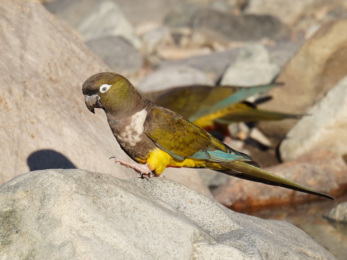 Burrowing Parakeet - ML624326101