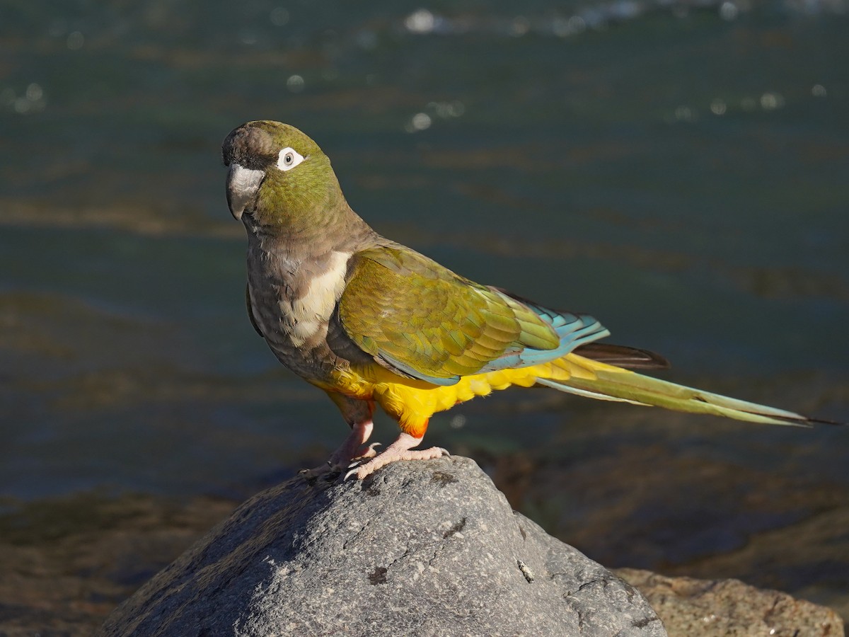 Burrowing Parakeet - ML624326102