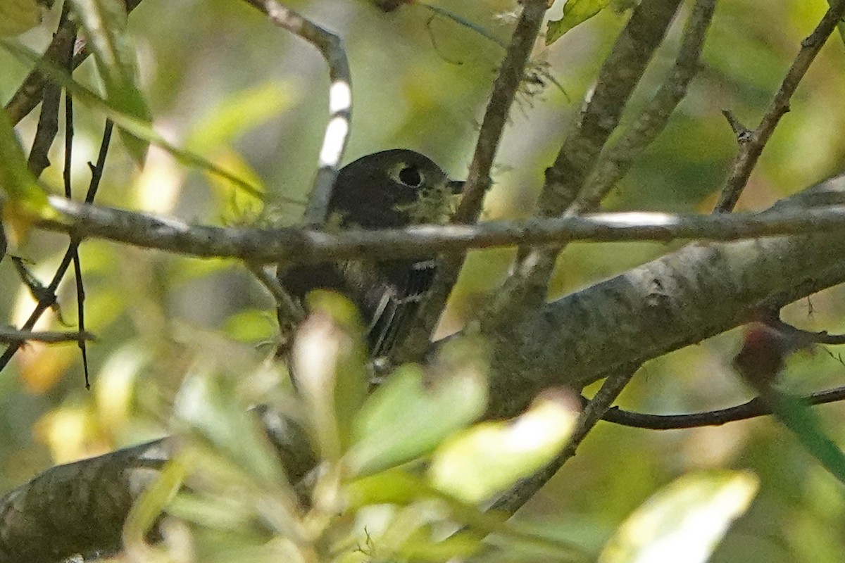 eikevireo - ML624326119