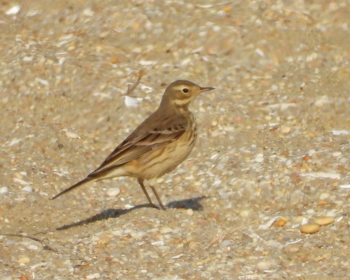 American Pipit - ML624326354