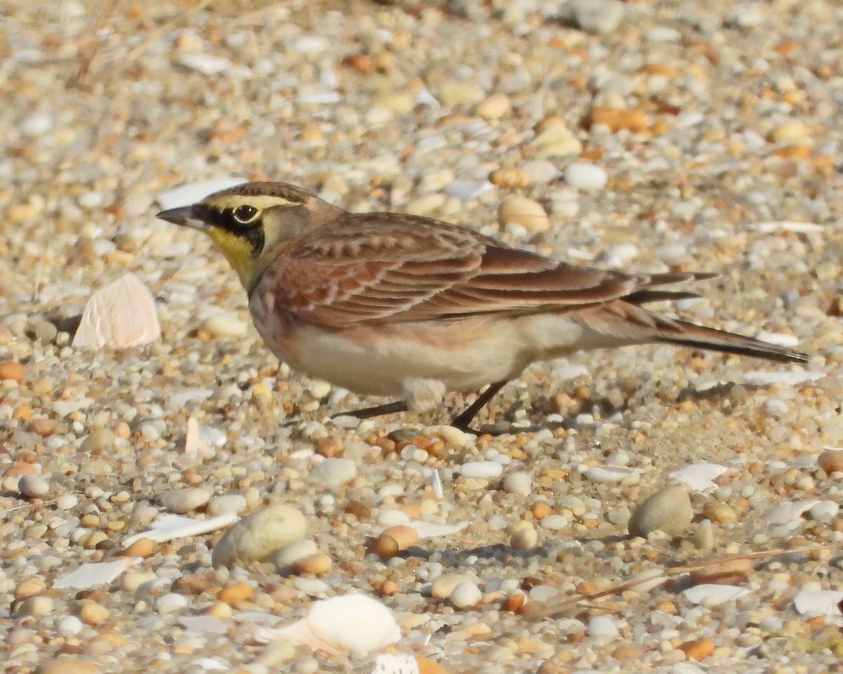 Horned Lark - ML624326525