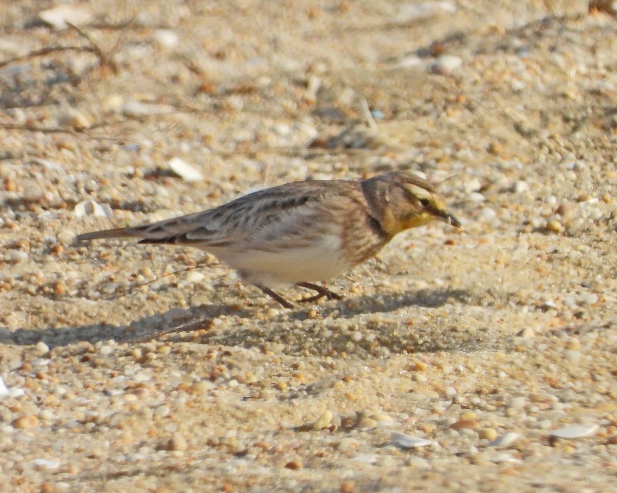 Horned Lark - Aubrey Merrill