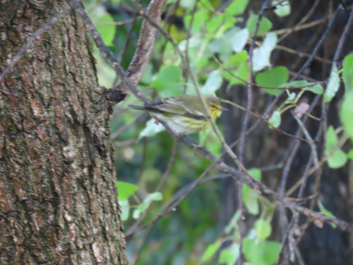 Black-throated Green Warbler - ML624326857
