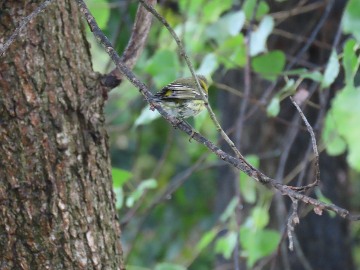 Black-throated Green Warbler - ML624326862